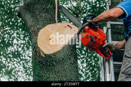 A lumberjack is sawing a tree with a chainsaw Stock Photo - Alamy