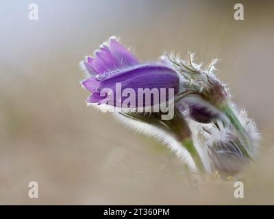 Head of blooming pasqueflower (Pulsatilla vulgaris) Stock Photo