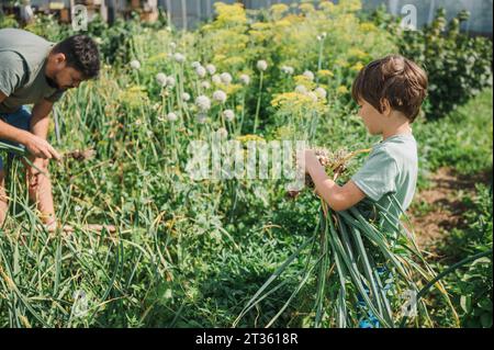 Father and son harvesting garlic in vegetable garden Stock Photo