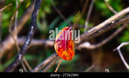 The leaves are alone, these red leaves are almost falling Stock Photo