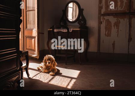 Cocker spaniel dog sitting in sunlight at home Stock Photo