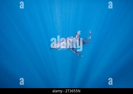Mexico, Baja California, Underwater view of shortfin mako shark (Isurus oxyrinchus) Stock Photo