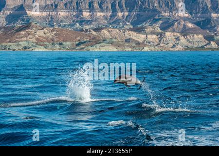 Mexico, Baja California, Bottle-nosed dolphin breaching in Sea Of Cortes Stock Photo