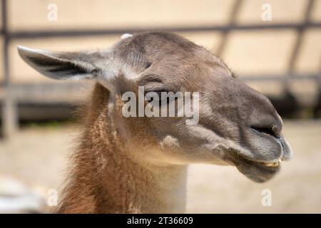 Guanaco (Lama guanicoe) head in the sun on a sandy background Stock Photo