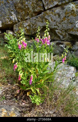 Spanish foxglove or mullein foxglove (Digitalis thapsi) is a perennial plant endemic to Iberian Peninsula. This photo was taken in Arribes del Duero N Stock Photo