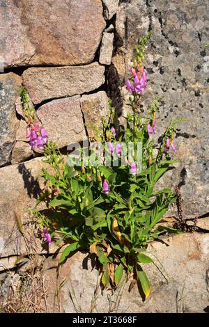 Spanish foxglove or mullein foxglove (Digitalis thapsi) is a perennial plant endemic to Iberian Peninsula. This photo was taken in Arribes del Duero N Stock Photo