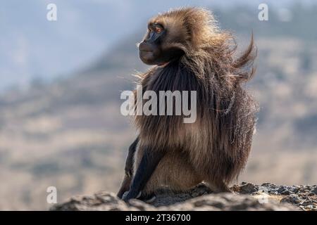 Gelada Baboon with open mouth, Simien mountains NP, detail portrait, from Ethiopia Stock Photo