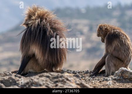 Gelada Baboon with open mouth, Simien mountains NP, detail portrait, from Ethiopia Stock Photo