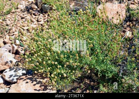 Zaragatona (Plantago psyllium or Plantago afra) is a perennial medicinal herb native to Mediterranean basin. This photo was taken in Alquezar, Huesca, Stock Photo