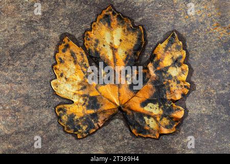 Wilted maple leaf in autumn Stock Photo