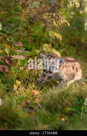 Cougar Kitten (Puma concolor) Crawls Through Brush Autumn - captive animal Stock Photo