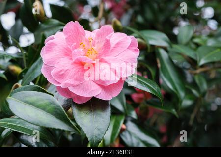 Camellia × williamsii Donation, semi-double, light rose-pink flower in early spring Stock Photo