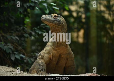 Komodo dragon Katheesi clamps her 60 serrated ,shark-like teeth around a meat filled pumpkin of her own as an early morning breakfast treat ... Stock Photo