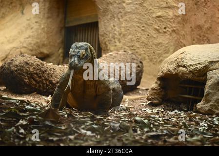 Komodo dragon Katheesi clamps her 60 serrated ,shark-like teeth around a meat filled pumpkin of her own as an early morning breakfast treat ... Stock Photo