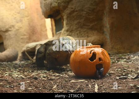 Komodo dragon Katheesi clamps her 60 serrated ,shark-like teeth around a meat filled pumpkin of her own as an early morning breakfast treat ... Stock Photo