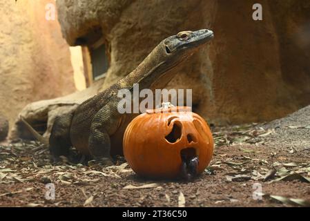 Komodo dragon Katheesi clamps her 60 serrated ,shark-like teeth around a meat filled pumpkin of her own as an early morning breakfast treat ... Stock Photo