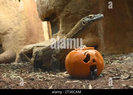 Komodo dragon Katheesi clamps her 60 serrated ,shark-like teeth around a meat filled pumpkin of her own as an early morning breakfast treat ... Stock Photo