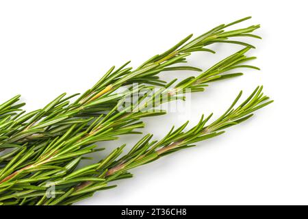 Fresh rosemary sprigs close up isolated on white background Stock Photo