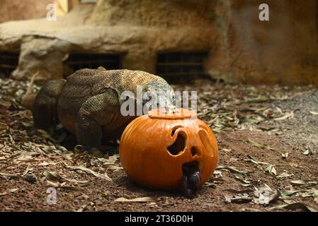 Komodo dragon Katheesi clamps her 60 serrated ,shark-like teeth around a meat filled pumpkin of her own as an early morning breakfast treat ... Stock Photo