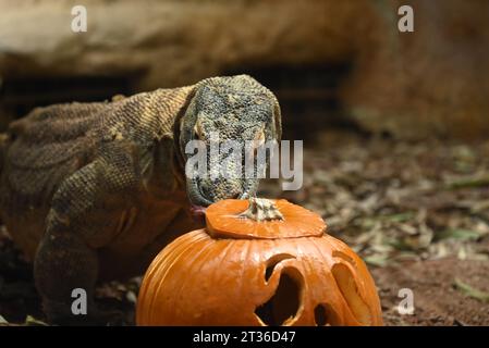 Komodo dragon Katheesi clamps her 60 serrated ,shark-like teeth around a meat filled pumpkin of her own as an early morning breakfast treat ... Stock Photo