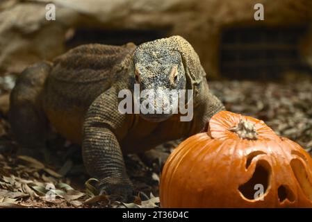 Komodo dragon Katheesi clamps her 60 serrated ,shark-like teeth around a meat filled pumpkin of her own as an early morning breakfast treat ... Stock Photo