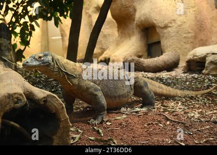 Komodo dragon Katheesi clamps her 60 serrated ,shark-like teeth around a meat filled pumpkin of her own as an early morning breakfast treat ... Stock Photo