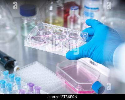 Senior scientist experimenting with stem cells in laboratory Stock Photo