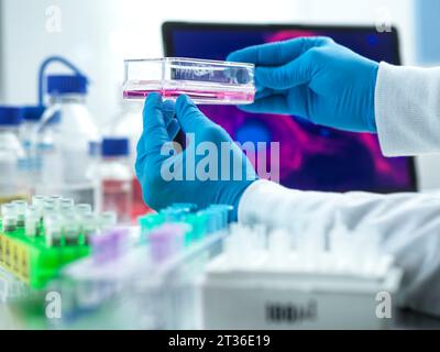 Scientist experimenting with cells in laboratory Stock Photo