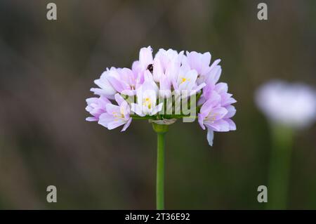 Rosy garlic flowers. Flores de ajo rosado Stock Photo