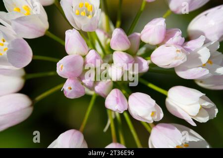 Rosy garlic flowers. Flores de ajo rosado Stock Photo