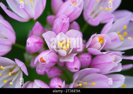 Rosy garlic flowers. Flores de ajo rosado Stock Photo