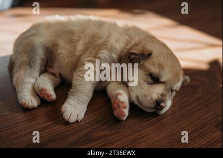 Cute mixed breed puppy sleeping on floor at home Stock Photo