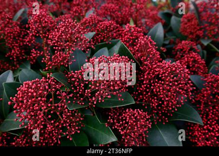 Closeup of the dark green leaves and red flower buds of the evergreen garden shrub Skimmia japonica Rubella seen in autumn and winter. Stock Photo