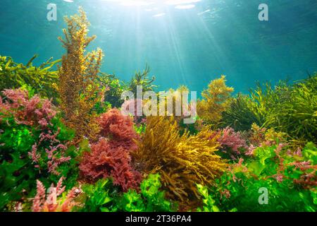 Various seaweed with sunlight underwater in the Atlantic ocean, natural scene, Spain, Galicia, Rias Baixas Stock Photo