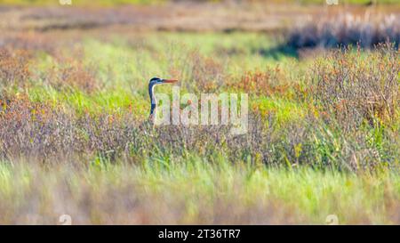 A Great Blue Heron (Ardea herodias) standing in deep brush in Maine, USA. Stock Photo