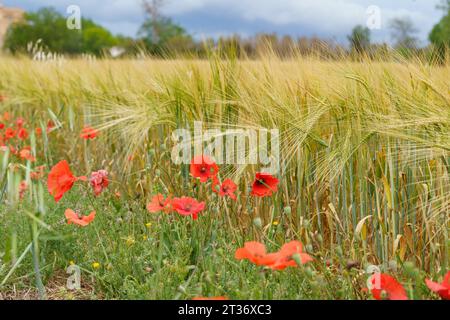 Poppy flowers growing in a wheat field. Close-up. Stock Photo