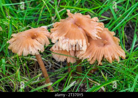 Deceiver / lackluster laccaria / waxy laccaria (Laccaria laccata) edible mushrooms growing in grassland at forest's edge in autumn / fall Stock Photo