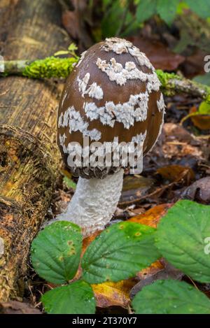 Magpie mushroom / magpie fungus / magpie inkcap fungus (Coprinopsis picacea / Coprinus picaceus) mushroom in autumn forest Stock Photo