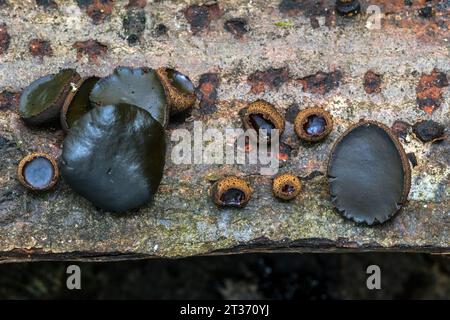 Black bulgar / black jelly drops (Bulgaria inquinans) fungi growing on bark of felled tree showing different growth stages in autumn forest Stock Photo