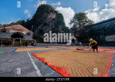 Rice harvest in Dong Van, Ha Giang, Vietnam Stock Photo