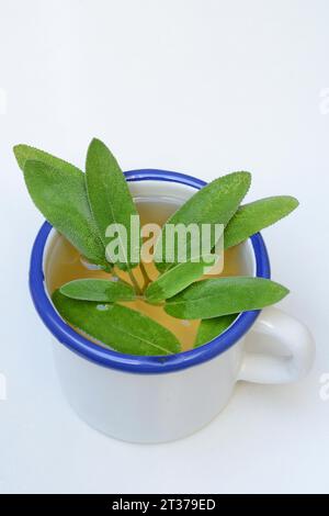Sage tea and sage leaves in cup Stock Photo