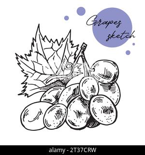 Grapes sketch hand drawn . Wine vine close up outline, leaves, berries. Black and white clip art isolated on white background. Antique vintage engravi Stock Vector
