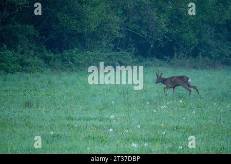 The roe deer (Capreolus capreolus), also known as the roe, western roe deer, or European roe, is a species of deer. Stock Photo