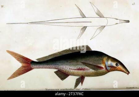 Mormyrus kannume = Mormyrus oxyrhynchus (Geoffroy, 1827) Stock Photo