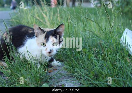 A tricolor cat sits in the grass and eats food. Abandoned animals. Taking care of street animals. Extermination of Cats Diseases from Animals Stock Photo