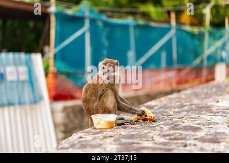 A long tailed macaque eats food left on a wall by a construction worker, Singapore Stock Photo