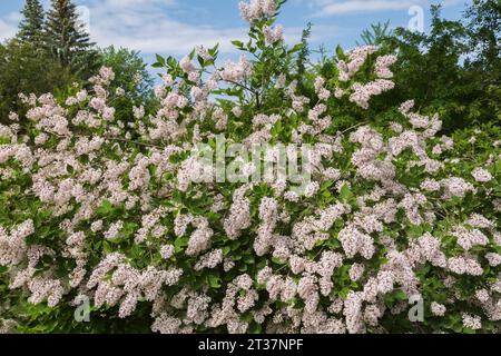 Syringa - Lilac shrub in spring. Stock Photo