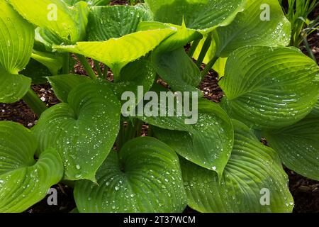 Hosta covered with raindrops in spring. Stock Photo
