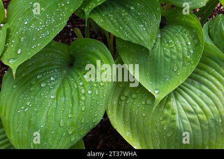 Hosta with raindrops in spring. Stock Photo