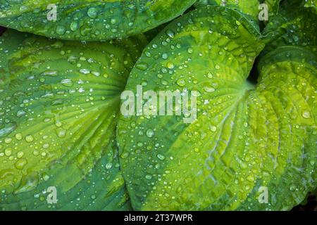 Hosta leaves with raindrops in spring. Stock Photo
